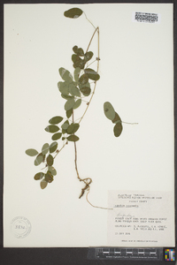 Lespedeza intermedia image