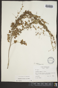 Lespedeza repens image