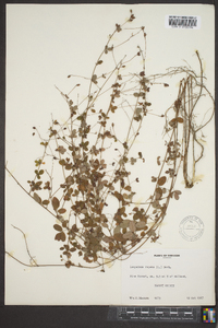 Lespedeza repens image