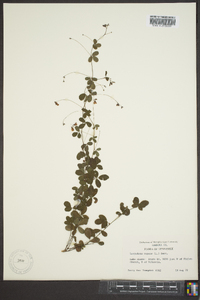 Lespedeza repens image