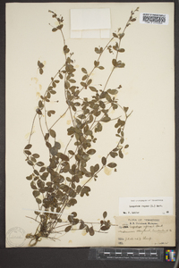 Lespedeza repens image