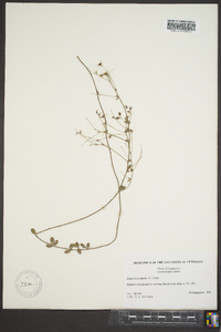 Lespedeza repens image