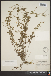 Lespedeza repens image