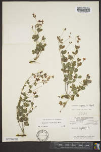 Lespedeza repens image