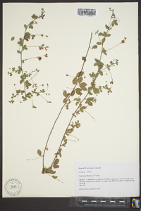 Lespedeza repens image