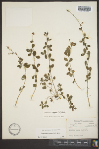 Lespedeza repens image