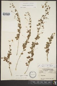 Lespedeza repens image