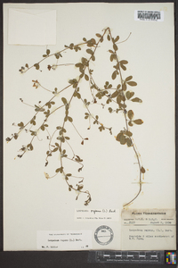 Lespedeza repens image