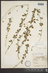 Lespedeza repens image