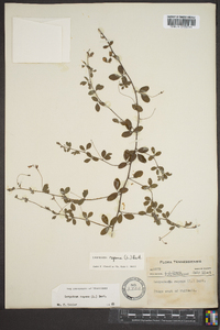 Lespedeza repens image