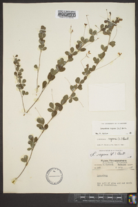 Lespedeza repens image