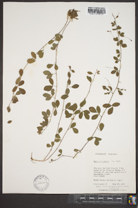 Lespedeza repens image