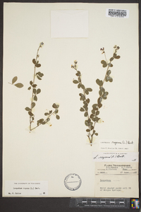 Lespedeza repens image