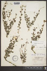 Lespedeza repens image