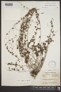 Lespedeza repens image