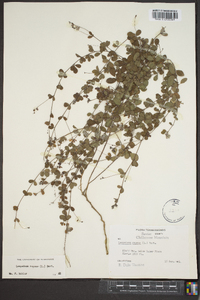 Lespedeza repens image