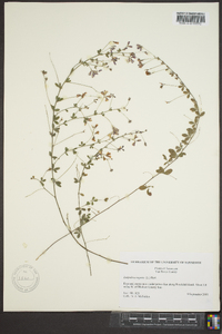 Lespedeza repens image