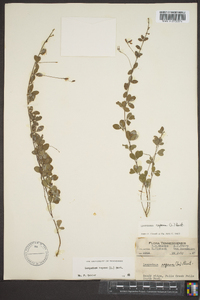 Lespedeza repens image