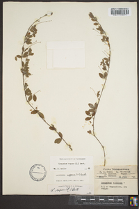 Lespedeza repens image