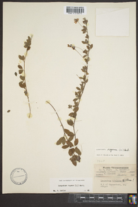 Lespedeza repens image