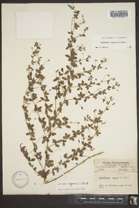 Lespedeza repens image