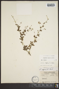 Lespedeza repens image