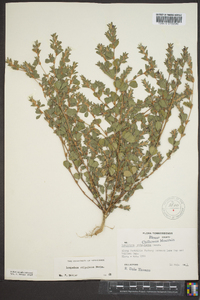 Lespedeza stipulacea image