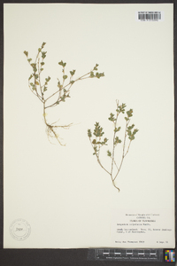 Lespedeza stipulacea image