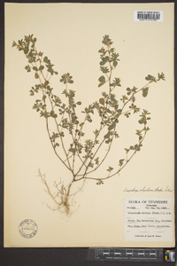 Lespedeza stipulacea image