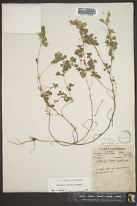 Lespedeza stipulacea image