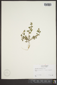 Lespedeza stipulacea image