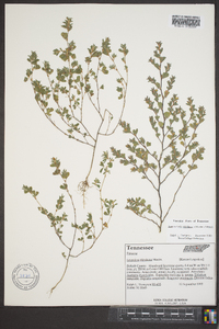 Lespedeza stipulacea image