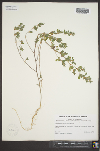 Lespedeza stipulacea image