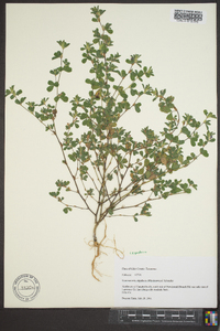 Lespedeza stipulacea image