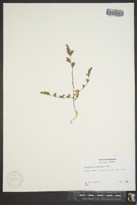 Lespedeza stipulacea image