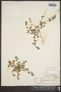 Lespedeza stipulacea image