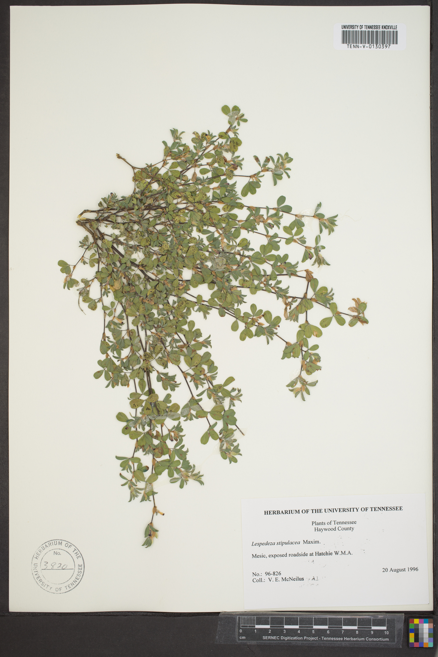 Lespedeza stipulacea image