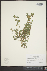 Lespedeza stipulacea image