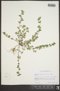 Lespedeza stipulacea image