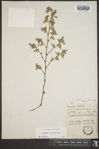 Lespedeza stipulacea image