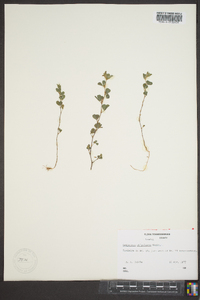 Lespedeza stipulacea image