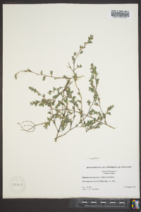 Lespedeza stipulacea image