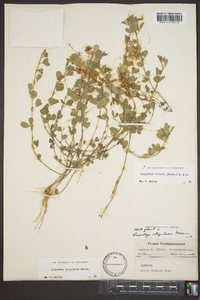 Lespedeza stipulacea image