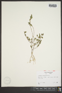 Lespedeza stipulacea image