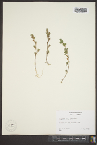 Lespedeza stipulacea image