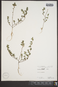 Lespedeza stipulacea image