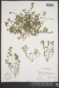 Lespedeza stipulacea image