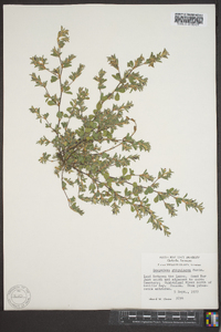 Lespedeza stipulacea image