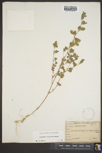 Lespedeza stipulacea image