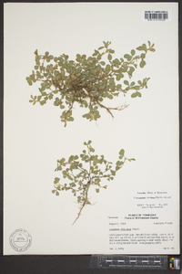 Lespedeza stipulacea image